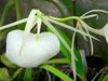 B. Nodosa Panama